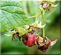 Wild raspberry, Glenlyon, Holywood (August 2015)