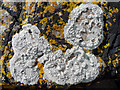 NH7661 : Lichens on the coastal rocks by Julian Paren
