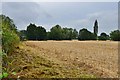 Yarpole: Lower House Farm: Harvested cereal crop