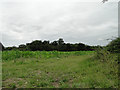 Maize crop off Hartest Lane