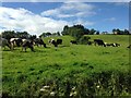 Cows, Garvaghy