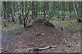 Wood Ant nest, Ash training area