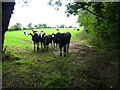 Curious cattle in field