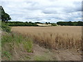 SO7089 : Barley near Eudon Burnell by Richard Law