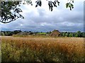 Ruined building in barley field, Dadford