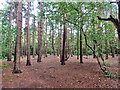 Woodland, Bagshot Heath