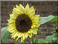 TQ1478 : Sunflower, Kitchen Garden, Osterley Park, London by Christine Matthews