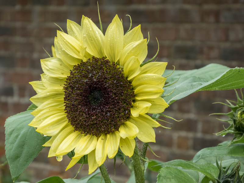 Sunflower, Kitchen Garden, Osterley... © Christine