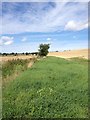 Footpath near Haynes