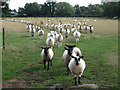 Sheep near Meadown Crescent