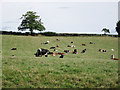 Cows near Court Farm