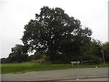 TQ4471 : Park by Belmont Lane, Chislehurst by David Howard