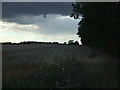 Crop field and hedgerow