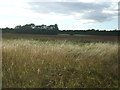 Farmland near The Old Nursery