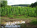 Crop field near Little Catley Court Farm