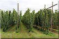 SO6441 : Hop field by Heywood lane by Oast House Archive