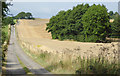 Wheatfield and farm track near Monkhopton, Shropshire