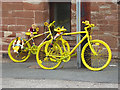 The yellow bikes of Langwathby (16)