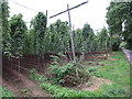 Hop field near Avenbury Court