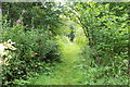 Woodland Path at Mennock