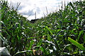 Taunton Deane District : Crop Field