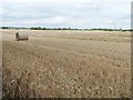 Bales of straw in a wheatfield near Woodmoor Farm