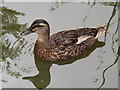 Duck at Conwy water gardens