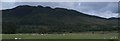 Sheep Pasture below Conic Hill