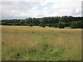 Abandoned farmland north of Broughton