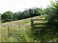 Llwybr Llwyn y Bedw Path