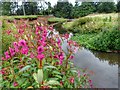 Himalayan Balsam by the River Leven