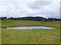 Pond near Westwood