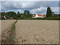 Footpath through a field of wheat