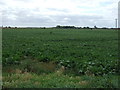 Crop field off Metheringham Fen Lane