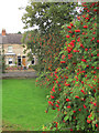 Rowan berries by York city walls