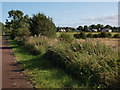 Path between Carmunnock and Castlemilk