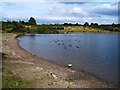 Birdlife on the Lake, Albert Village