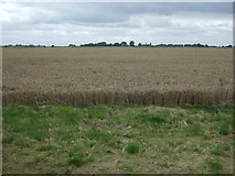 TF1362 : Crop field, Blankney Fen by JThomas