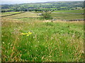 Meadow beside Spring House