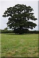 SP2134 : Oak tree at Lower Lemington by Philip Halling
