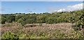 Himalayan Balsam, Aberystwyth, Ceredigion