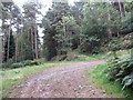 Forest road crossing the line of the Drinneevar Loop