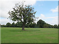 SE3338 : Solitary tree in Roundhay Park by Stephen Craven
