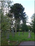 SU8950 : Ash Cemetery, Late September 2015 (II) by Basher Eyre