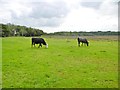 SU3308 : Longwater Lawn, cattle grazing by Mike Faherty