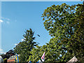 Dakota Fly Past, Classic Car Show, Capel Manor, Enfield