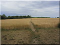 On the Essex Way - Path E from Sky Hall Hill, Boxted