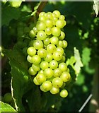 SX8257 : Grapes, Sharpham Vineyard by Derek Harper