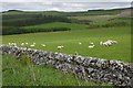 Sheep, Hartwoodmyres