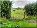 Gate to Pasture, Wimbolds Trafford